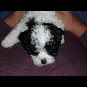 Meet your Posher, Helene